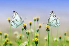 butterflies sitting on a flower