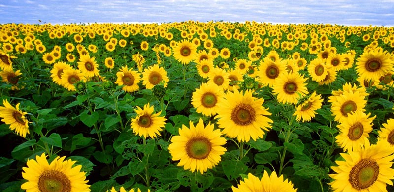 Sunflower field